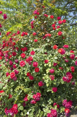 Çiçekli çalı kırmızı güller. Sokakta çiçekler