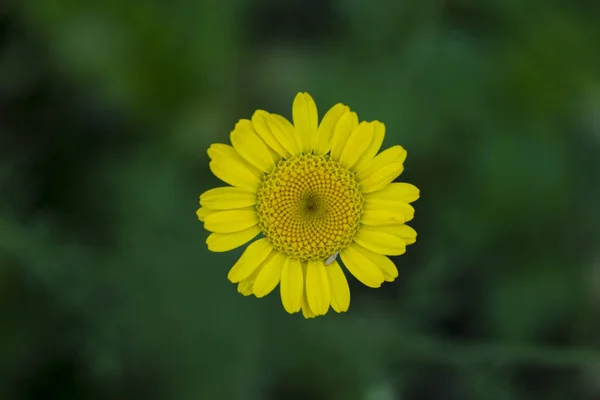 Gele Daisy Het Midden Achtergrond Van Groen Wazig Gras Regen — Stockfoto