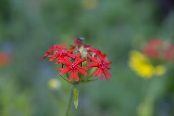 Lychnis Flores Rojas Flor Lychnis Calcedonia Escarlata Lat Lychnis Chalcedonica — Foto de Stock