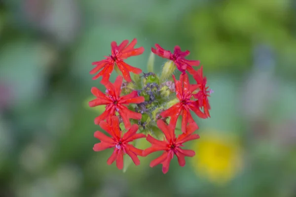 Lychnis Mit Roten Blüten Blüte Lychnis Scharlachroter Chalcedon Lat Lychnis — Stockfoto