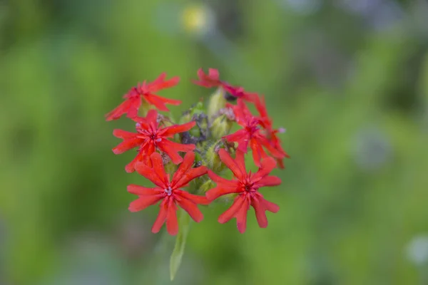 Vermelho Floresceu Lychnis Flor Lychnis Scarlet Calcedônia Lat Lychnis Chalcedonica — Fotografia de Stock