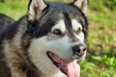 Malamute cins köpek doğada poz. Malamute gri-beyaz.