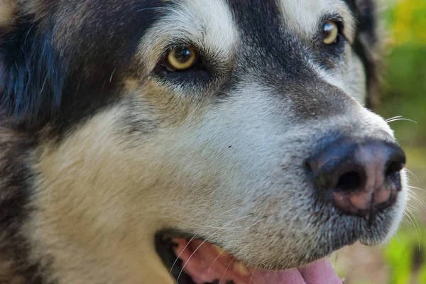 Malamute cins köpek doğada poz. Malamute gri-beyaz. Köpeğin yüzünün yakın çekim