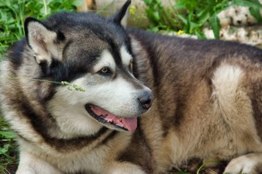 Malamute cins köpek doğada poz. Malamute gri-beyaz.
