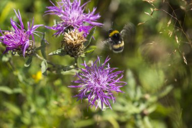 Bir çiçeğin üzerinde dolaşan bumblebee