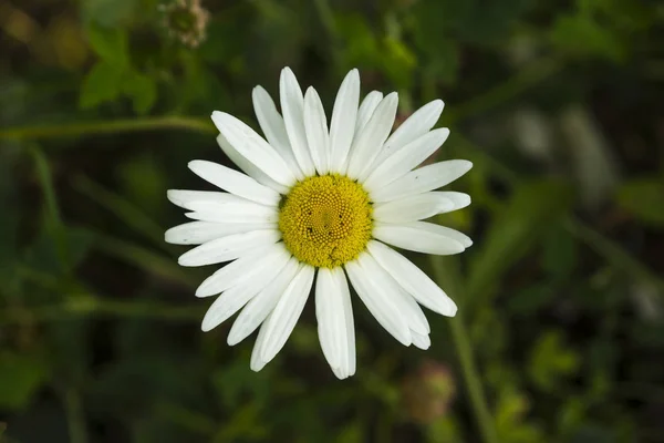 Fleur Marguerite Gros Plan Sur Une Prairie Verte — Photo