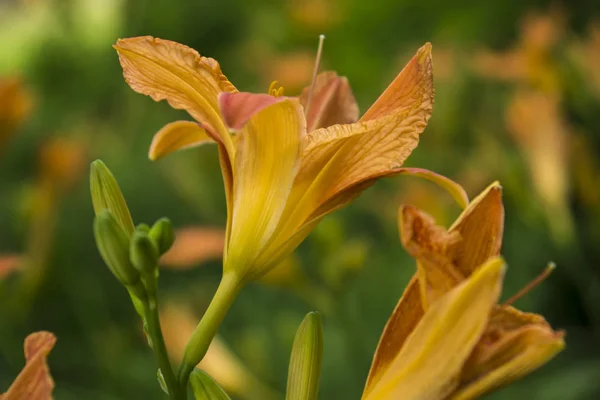 Flores Lírio Florescendo Jardim Lírios Laranja Flores Símbolo Amor — Fotografia de Stock