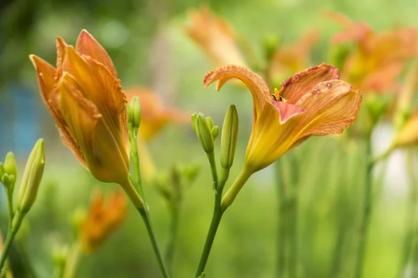 Lily flowers blooming in the garden. Orange lilies. Flowers love symbol