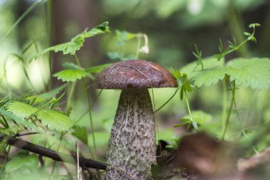 Otların içinde mantar lı boletus. Yaz orman mantarı