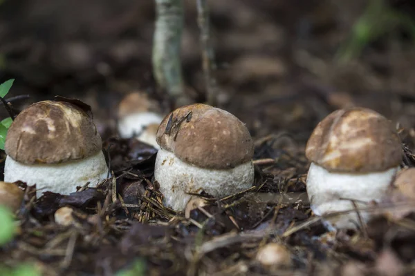 Три Гриба Лесу Растут Ряд Семья Грибов Boletus Летние Грибы — стоковое фото