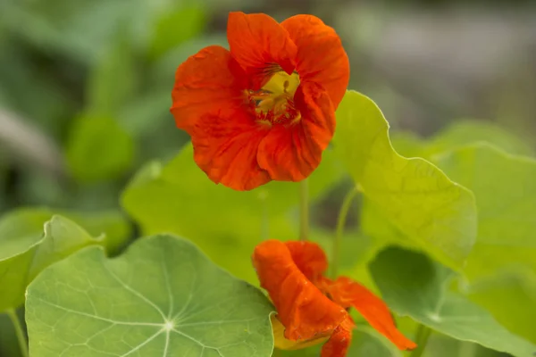 Nasturtium Blooms Garden — Stock Photo, Image