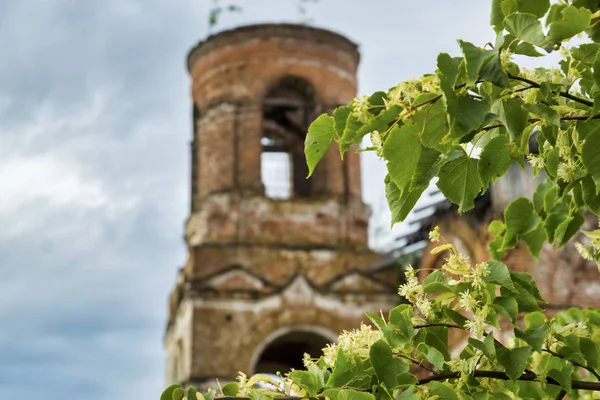 Blooming linden. Old ruined church in the background, blurred fragment of a building. Linden tree flowers