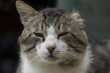 Gri ve beyaz boyama kedisi. Bir kedi portresi. Kedinin yüzü.