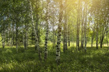 Birch Grove. Yaz sezonunda Orman, Rusya