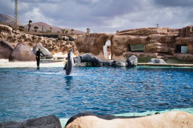 Lanzarote, Kanarya Adaları, İspanya - 20 Nisan 2019: Rancho Texas Park, Lanzarote'nin en büyük hayvanat bahçesidir. Havuzda deniz yunusları ile göster.