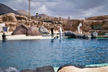 Lanzarote, Kanarya Adaları, İspanya - 20 Nisan 2019: Rancho Texas Park, Lanzarote'nin en büyük hayvanat bahçesidir. Havuzda deniz yunusları ile göster.
