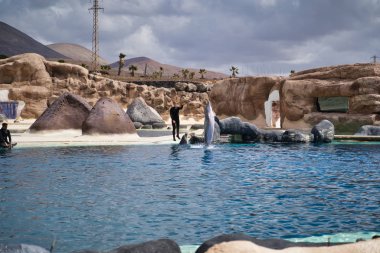 Lanzarote, Kanarya Adaları, İspanya - 20 Nisan 2019: Rancho Texas Park, Lanzarote'nin en büyük hayvanat bahçesidir. Havuzda deniz yunusları ile göster.