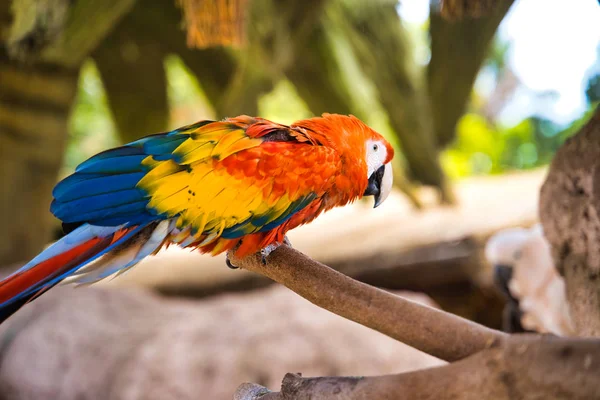 Papuga Macaw Gałęzi Piękne Kolorowe Papuga Czerwona Papuga Makaw Ara — Zdjęcie stockowe