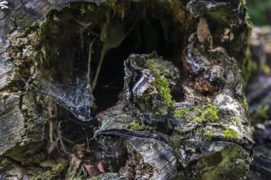 Biçilmiş çürümüş ağaç gövdesinin bir kısmı. Çürük kütük.