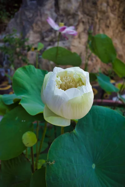 White Lotus Flower Symbol Cleanliness Vietnam — Stock Photo, Image