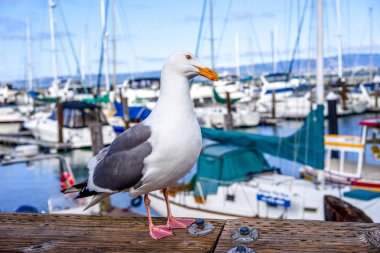 San Francisco sahilinde martı. Yat ve tekne demirleme