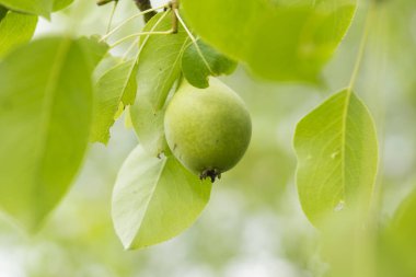 Bir ağaçta yeşil armut meyve