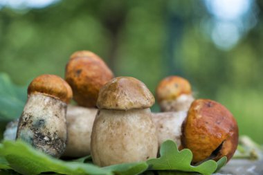 ormanda toplanan mantar