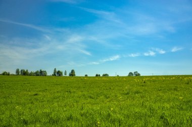 Ufukta çimenli çayırlar ve ormanlar. Bahar manzarası. Mavi gökyüzü