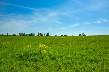 Ufukta çimenli çayırlar ve ormanlar. Bahar manzara