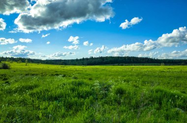 Güneşli bir gün, çayırlar ve bitki örtüsü, mavi gökyüzü. Yazın Doğa