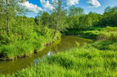 Güneşli bir gün, çayırlar ve bitki örtüsü, mavi gökyüzü. Peksha Nehri. Yazın doğa. Vladimir bölgesindeki Aleksino köyü, Rusya Federasyonu