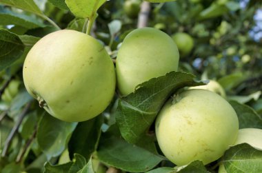 Dallardaki elmalar. Yaz sezonunda elma ağacı