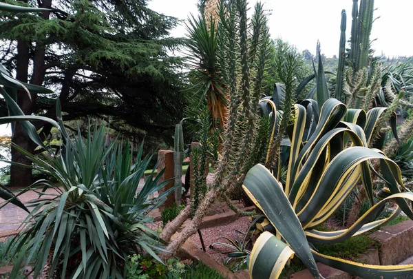 Kaktusová Louka Botanickém Parku Alushta — Stock fotografie
