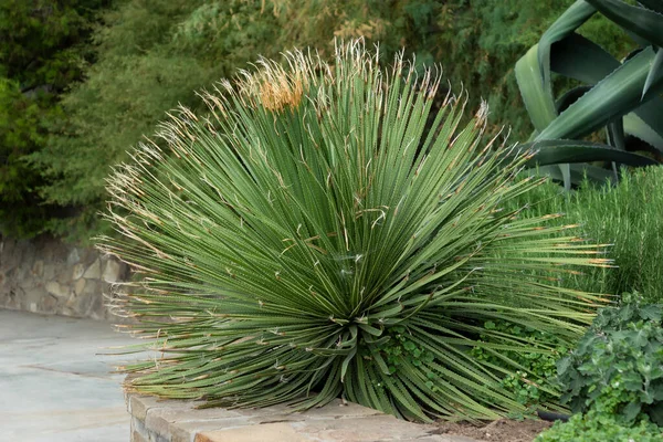 Botanische Tuin Met Groenblijvende Tropische Planten Rechtenvrije Stockafbeeldingen