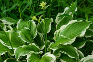 Bahçedeki ev sahiplerinin genç cilveleri