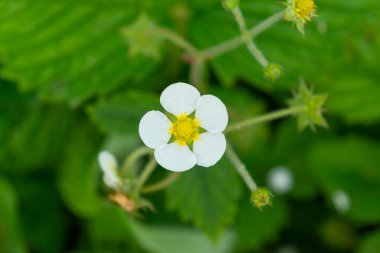 Bahçede yabani çilekler açıyor. Çilek çalılığında beyaz çiçek yaprakları