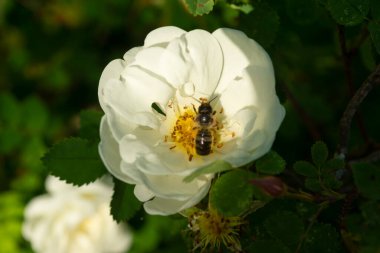 Bir arı beyaz bir gül çiçeğinden polen toplar..