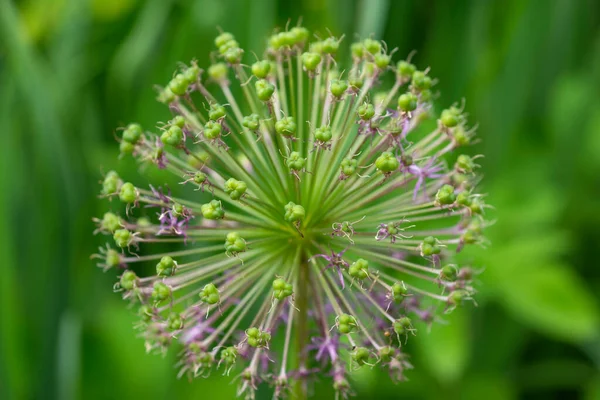 Allium Dekorativní Luk Sférická Květina — Stock fotografie