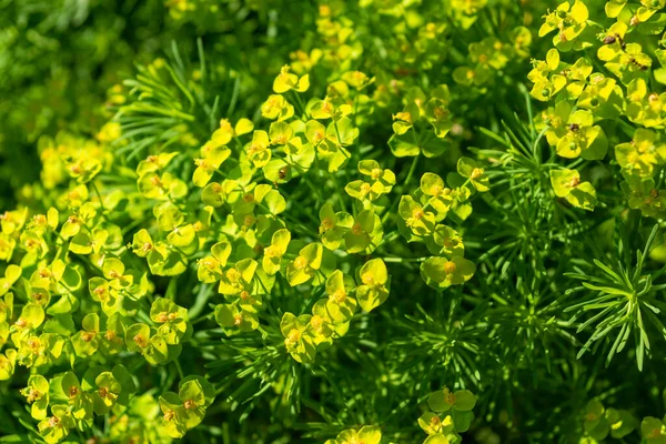 Arbusto Verde Con Flores Amarillas Paisaje Jardín —  Fotos de Stock