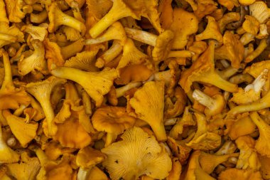 Büyük miktarlarda Chanterelle mantarı. Zencefil renkli orman mantarları