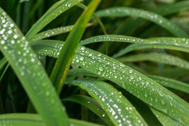 Yeşil uzun yaprakların üzerine yağmur damlaları. Su damlaları yeşil yapraklara düşer.