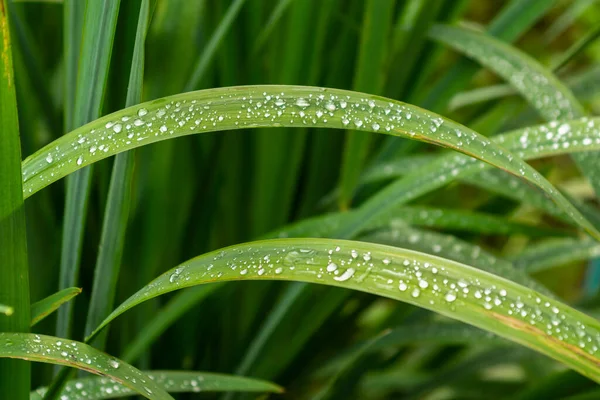 Raindrops on green long leaves. Water drops on green leaves.