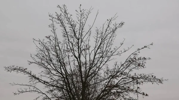 Keine Laubbäume Auf Winterlichen Zweigen Wolkenverhangenen Himmel — Stockfoto