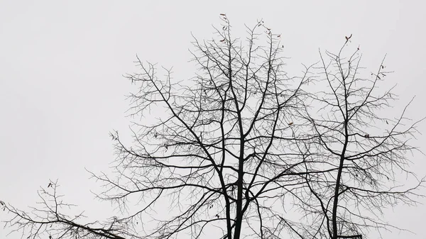 Дерево Стоящее Упавшем Листьев — стоковое фото