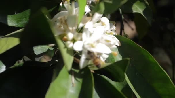 蜜蜂从树上的花朵中拾起蜂蜜 — 图库视频影像