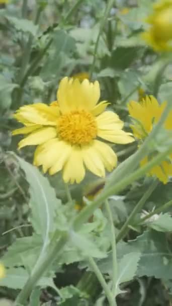 Flor Amarela Campo — Vídeo de Stock