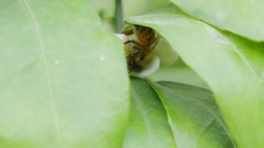 Bir ağaç üzerinde nektar Bumblebee arar