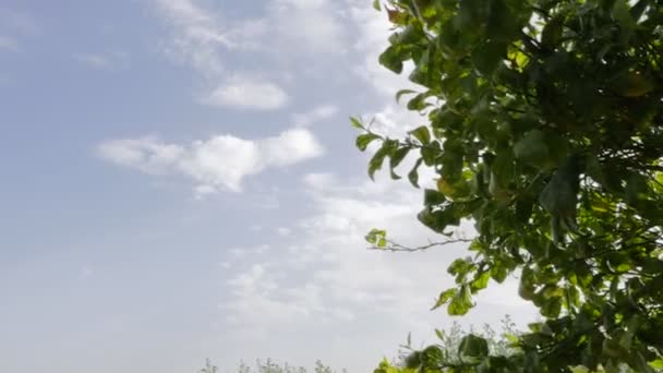 Folhas Verdes Árvore Com Faíscas Sol — Vídeo de Stock