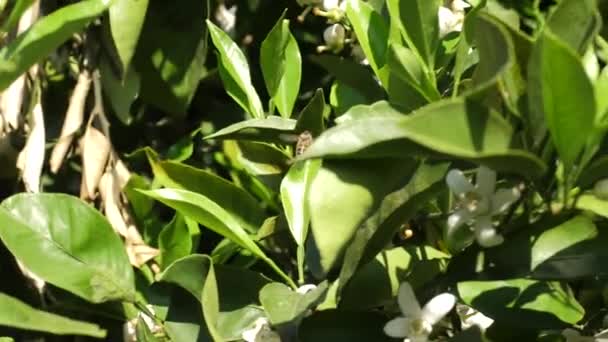 Bumblebee Busca Néctar Árbol — Vídeo de stock