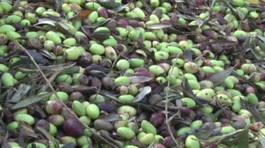 ARBEQUINA zeytin hasat sırasında